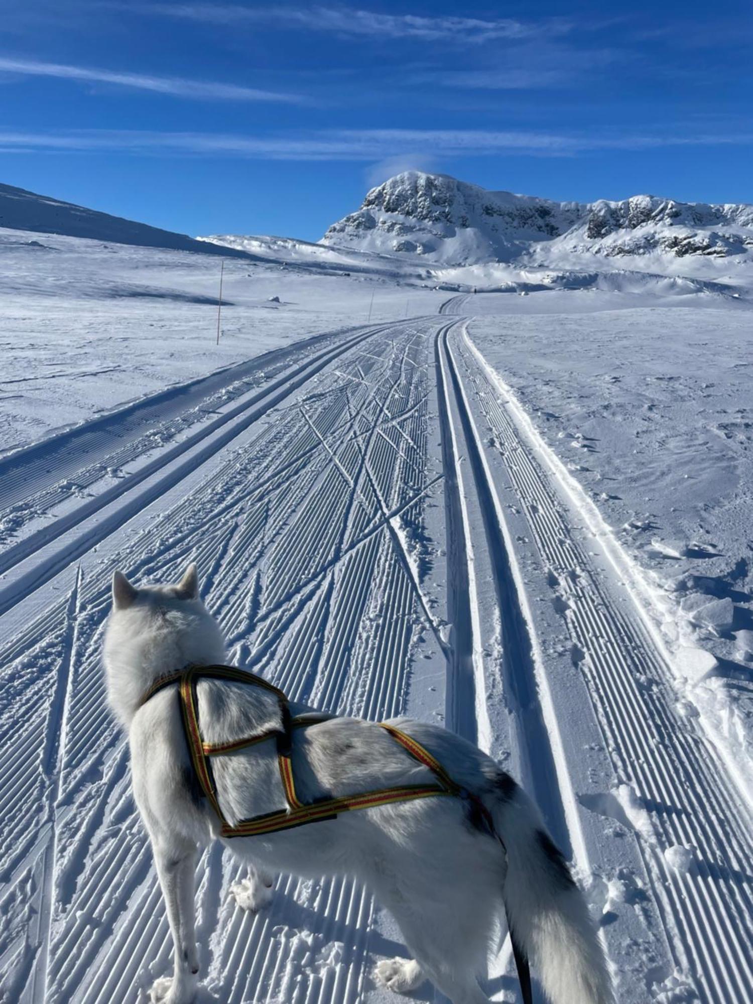 Panoramautsikt Storleilighet Ved Carlheisen Lägenhet Beitostolen Exteriör bild